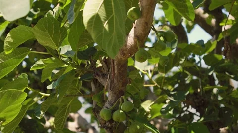 Green figs growing on a tree branch near Rudranath Temple Video stock 345652938