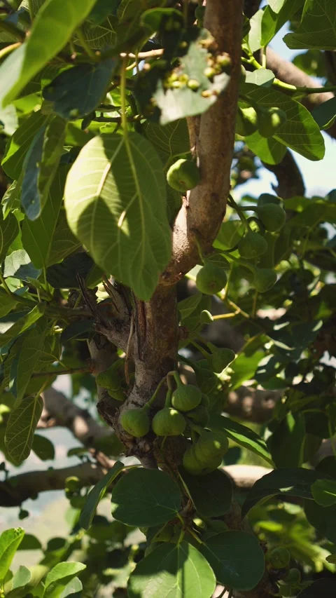 Green figs growing on tree branch near Rudranath Temple in Uttarakhand Video stock 345703492