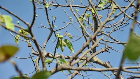 Green figs growing on tree branches in garden or orchard outdoors in summer Stock Footage 308668472