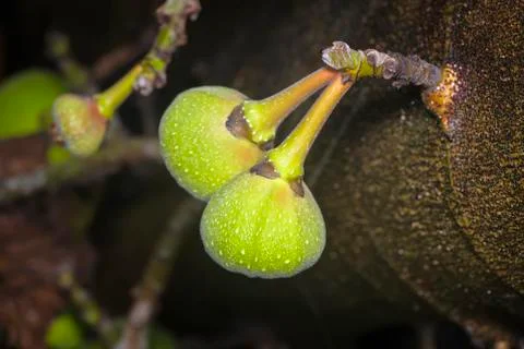 Green Figs Growing on a Tree Stock Photos