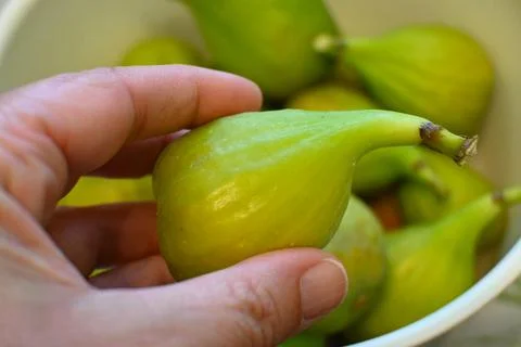 Green figs in a hand 스톡 사진