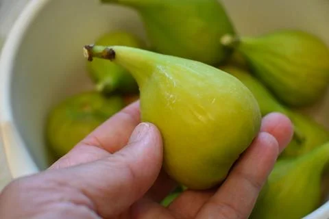 Green figs in hand 스톡 사진