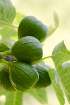 Green figs Stock Photos