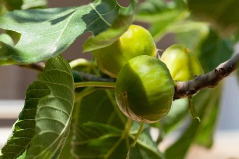 Green figs Photos