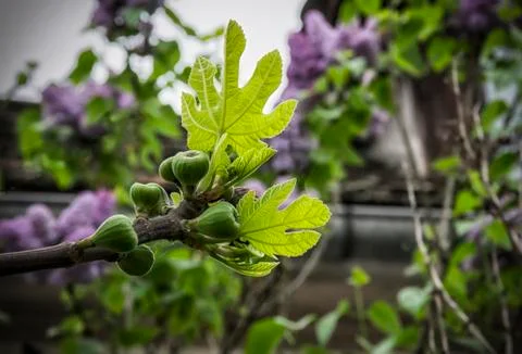 Green Figs Stock Photos