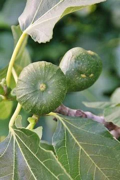 Green figs Foto stock