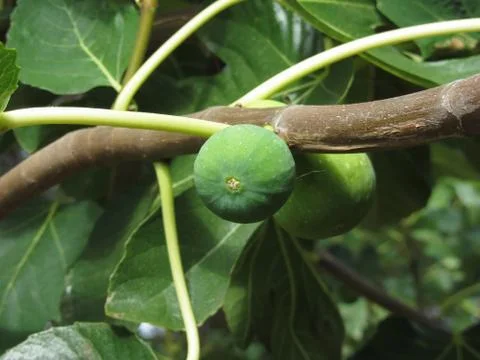 Green figs ripening on a fig tree with green leaves. Tuscany, Italy Stock Photos