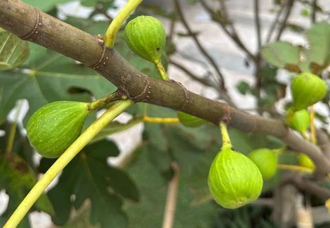 Green figs on a tree branch Stock Photos
