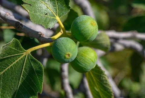 Green figs on tree branches 8 Stock Photos
