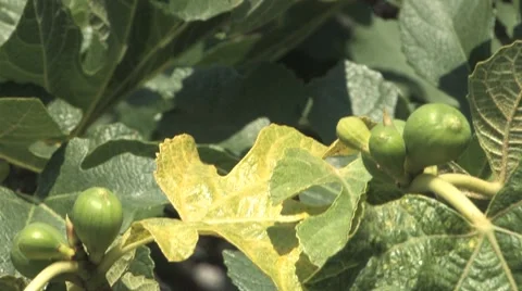 Green Figs on the Tree Stock Footage 7741251