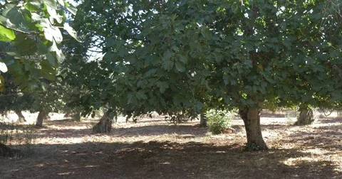 Green Figs On The Tree  Video stock 80656173