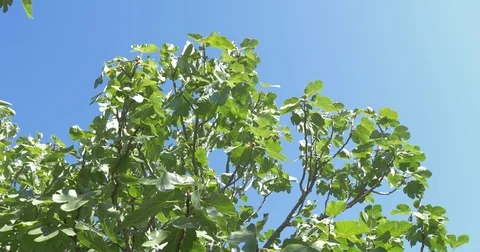 Green Figs On The Tree Stock Footage 81441159