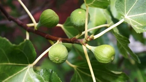 Green figs on the tree Stock Footage 118083012