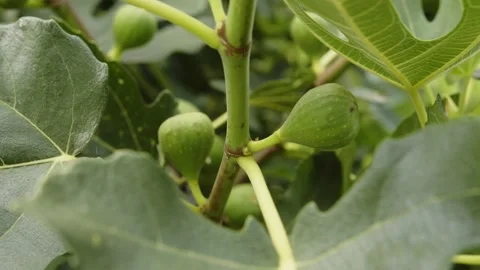Green figs tree with leafs  on a close up shot Stock Footage 201843852