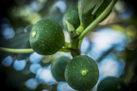 Green Figs on a Tree Stock Photos