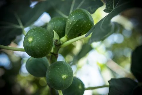 Green Figs on a Tree Stock Photos
