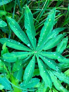 Green figured leaf with drops of dew. Stock Photos