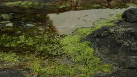 Green Filamentous Algae in a Rock Pool on a Dark Coastal Ledge Stock Footage 341397668