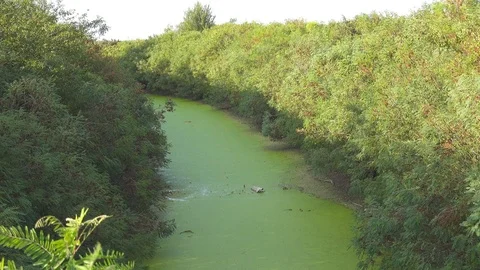 GREEN FILTHY RIVER WATER Stock Footage 85737704