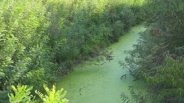 GREEN FILTHY RIVER WATER Video stock 85738015