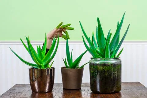 Green Fingers Stock Photos
