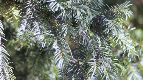 Green fir branches. Stock Footage 169725022