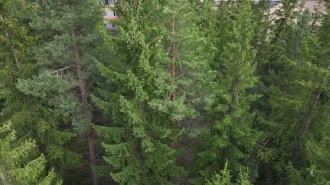 Green fir forest Stock Footage 337584530
