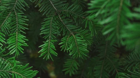 Green fir tree brach moving in the wind, color graded and close-up detail Stock Footage