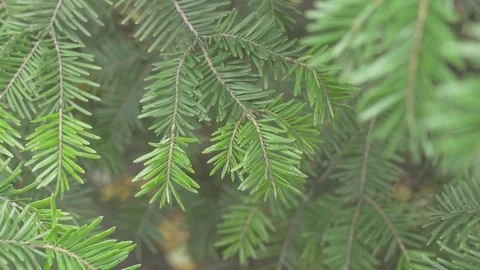 Green fir tree brach moving in the wind, ungraded and close-up detail Stock Footage