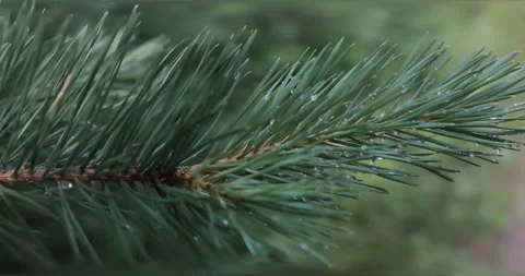 Green fir tree brach moving in the wind, graded and close-up detail Stock Footage 208154484