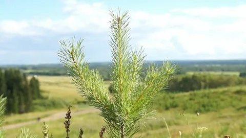 Green fir tree branch Stock Footage 79881077