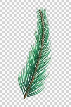 Green fir tree branch Stock Illustration