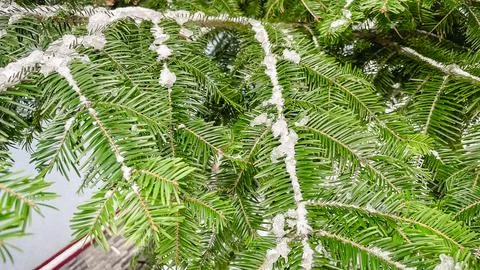Green fir tree branches with sharp needles covered in light white frost in .. Stock Photos