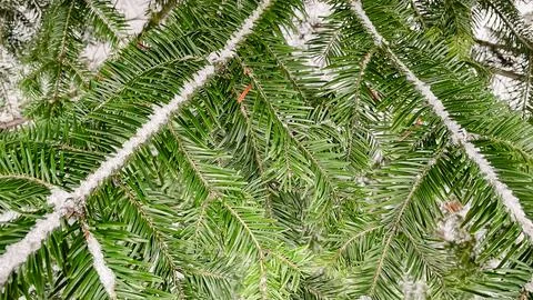 Green fir tree branches with sharp needles covered in light white frost in .. Stock Photos
