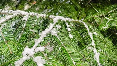 Green fir tree branches with sharp needles covered in light white frost in .. Stock Photos