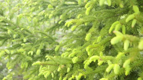 Green fir tree branches sprouting with vibrant new growth, showcasing delic.. Stock Footage 310989979