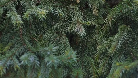 Green fir tree close up Video stock 106731263