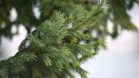 Green fir tree close up Stock Footage 106731280