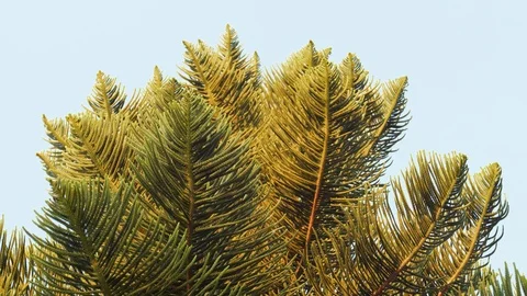 Green fir tree on the sky Video stock 119748874