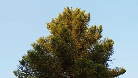 Green fir tree on the sky Stock Footage 119749059