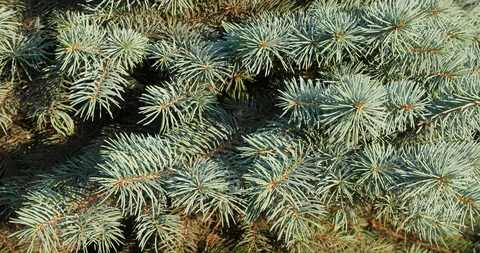 Green fir-trees, pine branches close-up Stock Footage