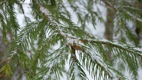 Green fir in winter closeup. Stock Footage 73131663