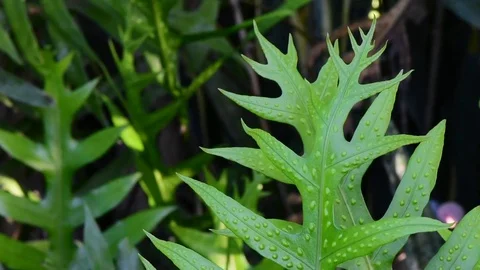 Green firn feave Stock Footage 75781817