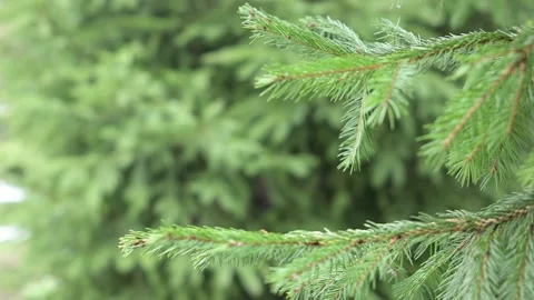 Green firs Stock Footage 190344812