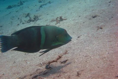 Green fish Stock Photos