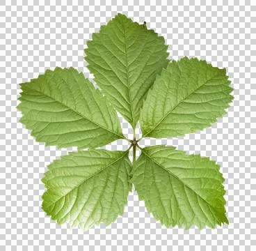 Green five-lobed leaf growing transparent background Stock Photos