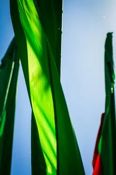 The green flag flutters in the wind Stock Photos