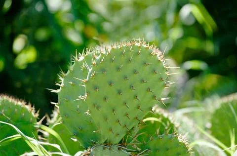 Green flat cactus close-up on the background of stones in the open air Stock Photos