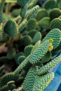 Green flat cactus with thorns Stock Photos