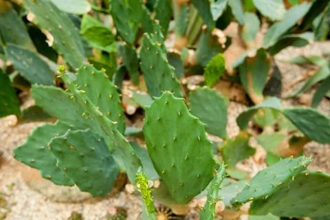 Green flat cactus with thorns Stock Photos